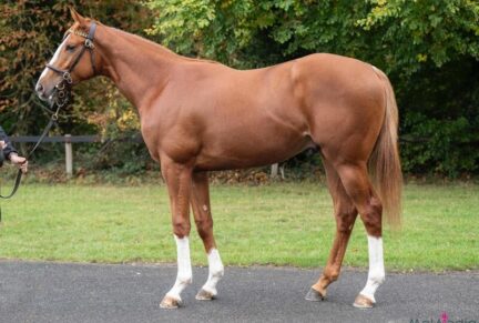 <p>Colt ex Ten Thousand Stars (Toronado), sold at Tattersalls October Sale Book 3 2025 for 62,000gns to JS Bloodstock / Andrew Balding</p>