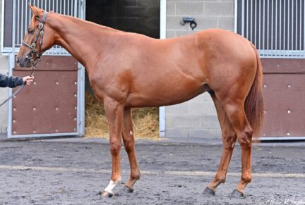 <p>Colt ex Reflective (Seeking The Gold), sold at Goffs Orby Book 1 2025 for €65,000 to Highflyer Bloodstock / Joseph O'Brien</p>