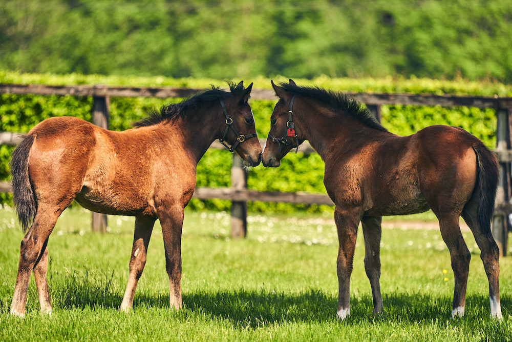 Breeding Regulations