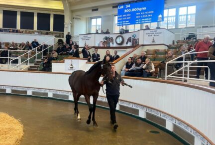 <p>CAMELOT ex ARIS | Bay Colt | Sold at Tattersalls October Yearling Sale Book 1 2025 for 300,000gns to Peter & Ross Doyle Bloodstock</p>