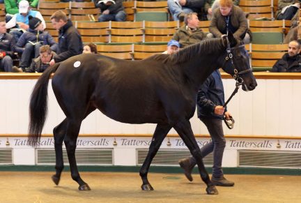 <p>1759 EBLOUISSANTE | Purchased at Tattersalls December Mare/Breeding Stock Sale 2016 for 1,100,000gns by Summer Wind Farm</p>