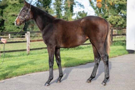 <p>MEHMAS ex MONACELLA | Bay Filly | Sold at Tattersalls December Foal Sale 2024 for 140,000gns to Camas Park Stud</p>