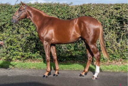 <p>BATED BREATH ex COLORADA | Chesnut Colt | Sold at Tattersalls October Yearling Sale Book 2 2024 for 170,000gns to Jamie McCalmont Bloodstock</p>