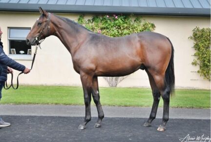 <p>CAMELOT ex PEBBLES PLACE | Bay Colt | Sold at Tattersalls October Yearling Sale Book 2 2024 for 140,000gns to MV Magnier</p>