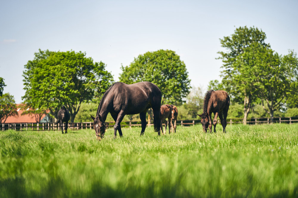 <p>Level One Diploma in Work Based Thoroughbred Care</p>
