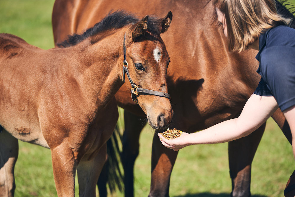 <p>Level Two Diploma in Work Based Horse Care (Breeding Option) </p>