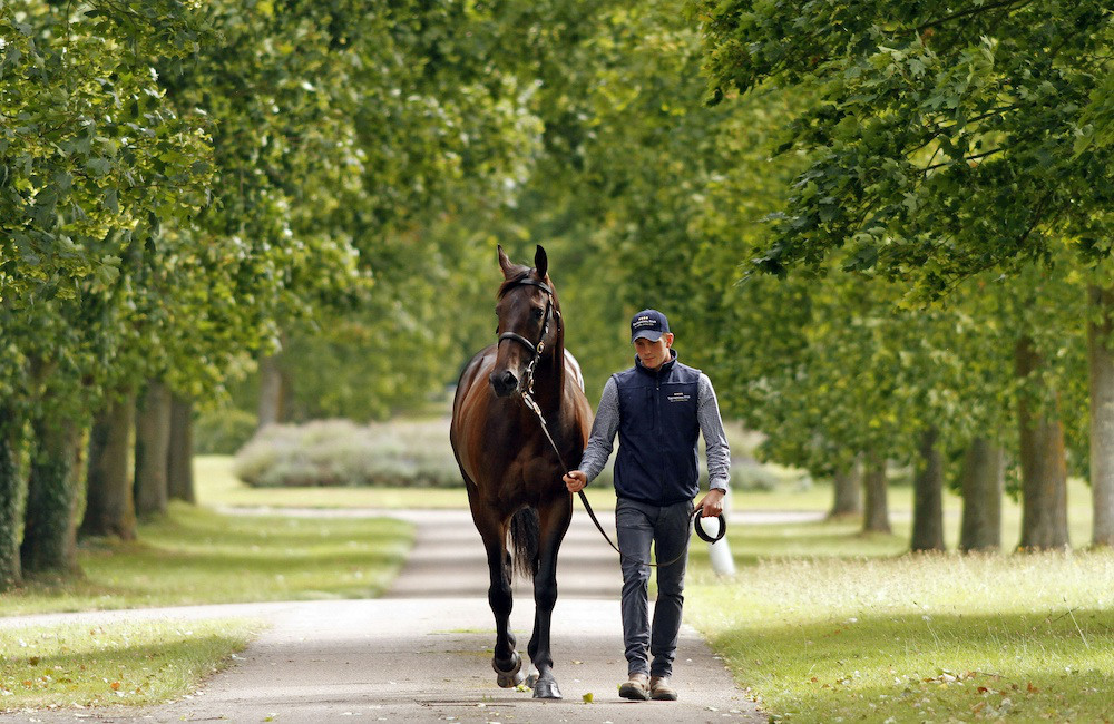 <p>Level 3 Awards In Transporting Horses on Short & Long Journeys</p>