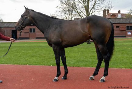 <p>Bay Colt ex STEP SEQUENCE (Nayef) | Purchased at Tattersalls Craven Breeze Up Sale for 150,000gns by Opulence Thoroughbreds</p>