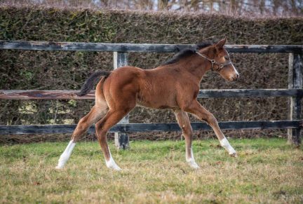 <p>Bay Colt ex UNILIT (Approve) – Dam was 3rd in Gr.3 Dick Poole Stakes and 3rd Listed Doncaster Stakes – at 8 weeks old</p>