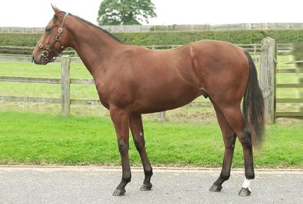 <p>Bay Colt ex ITSINTHESTARS (Zoffany) | Purchased at Tattersalls October Yearling Sale Book 2 2020 for 75,000gns by SackvilleDonald</p>