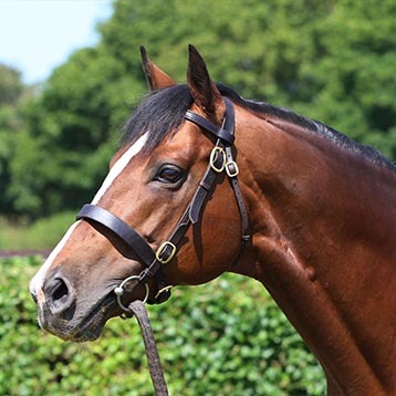 Rajasinghe