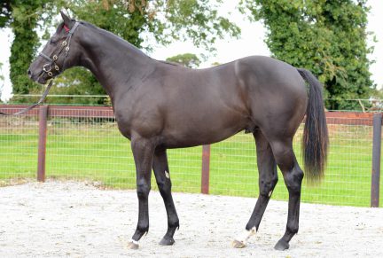 <p>Bay / Brown Colt ex KENDAL MINT (Kyllachy) | Purchased at Tattersalls October Yearling Sale Book 2 2020 for 145,000gns by Shadwell Estate Company</p>