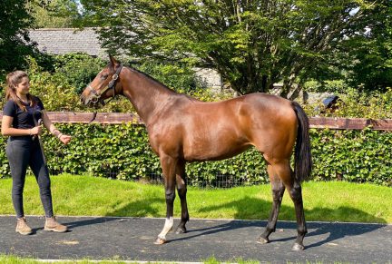 <p>Bay Filly ex ZANZIBAR (In The Wings) | Purchased at Goffs Orby Sale 2020 for £130,000 by Grove Stud</p>
