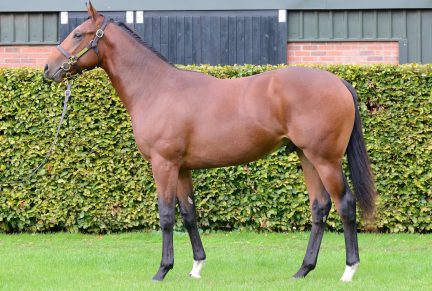 <p>Bay Colt ex ROCHITTA (Arch) | Purchased at Tattersalls October Yearling Sale Book 2 2020 for 70,000gns by SackvilleDonald</p>