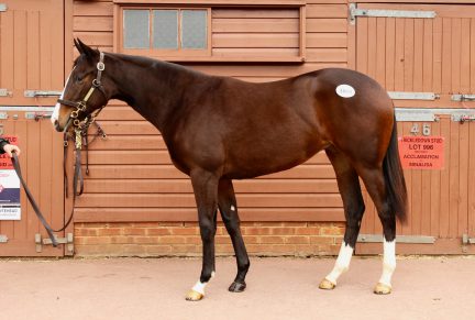 <p>Bay Filly ex MISSISIPI STAR (Mujahid) | Purchased at Tattersalls October Yearling Sale Book 2 2020 for 62,000gns by Baileys Horse Feeds</p>