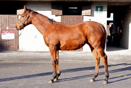 <p>Bay Colt ex MURHIBAANY (Elusive Quality) | Purchased at Goffs November Foal Sale 2019 for €120,000 by D Farrington / Aclaim Partners</p>