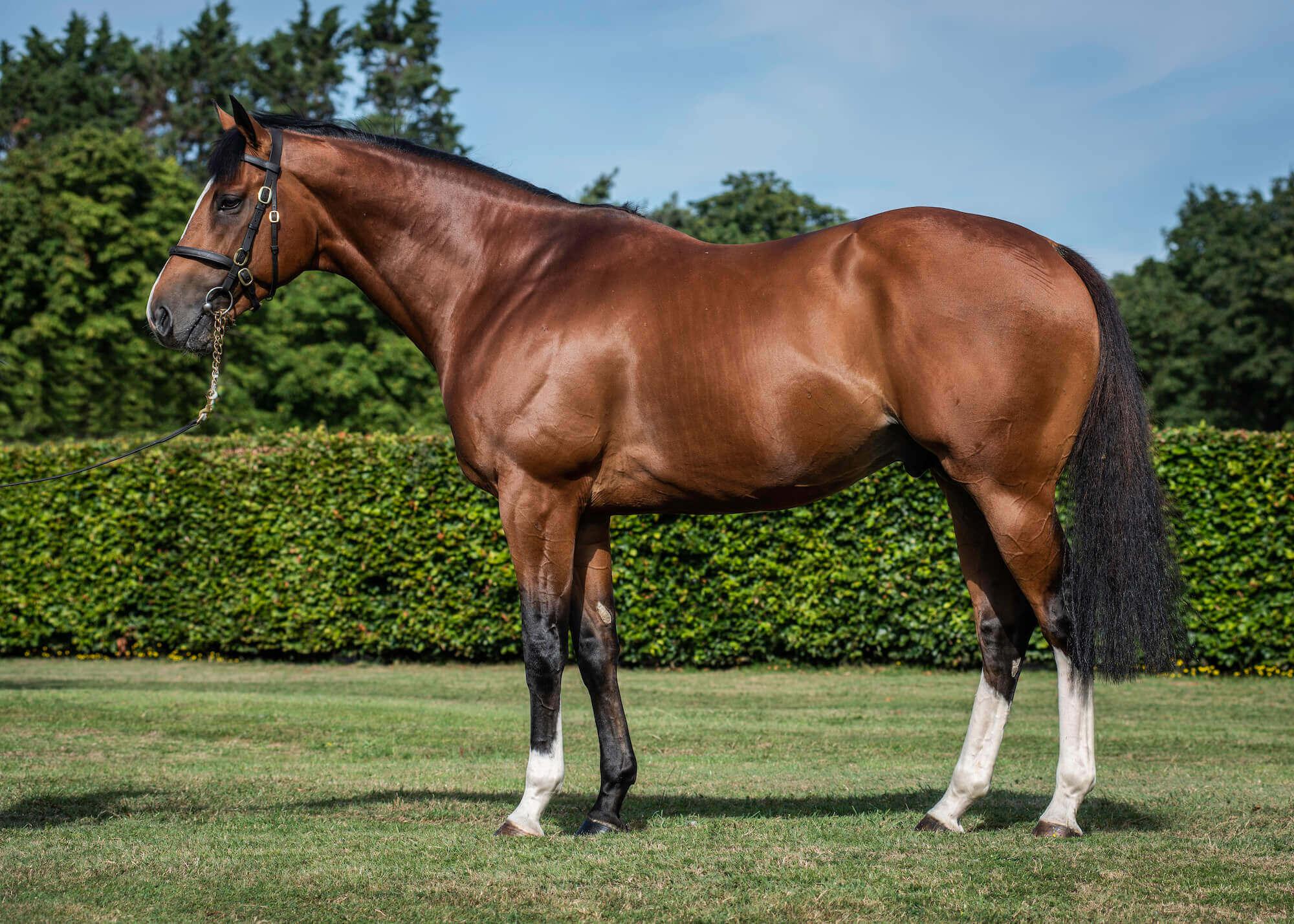 Rajasinghe