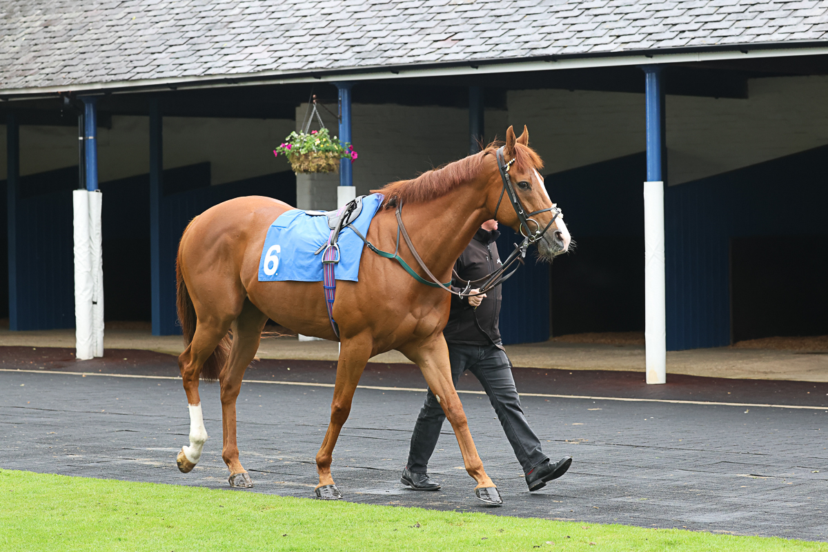 A Big Week of Runners