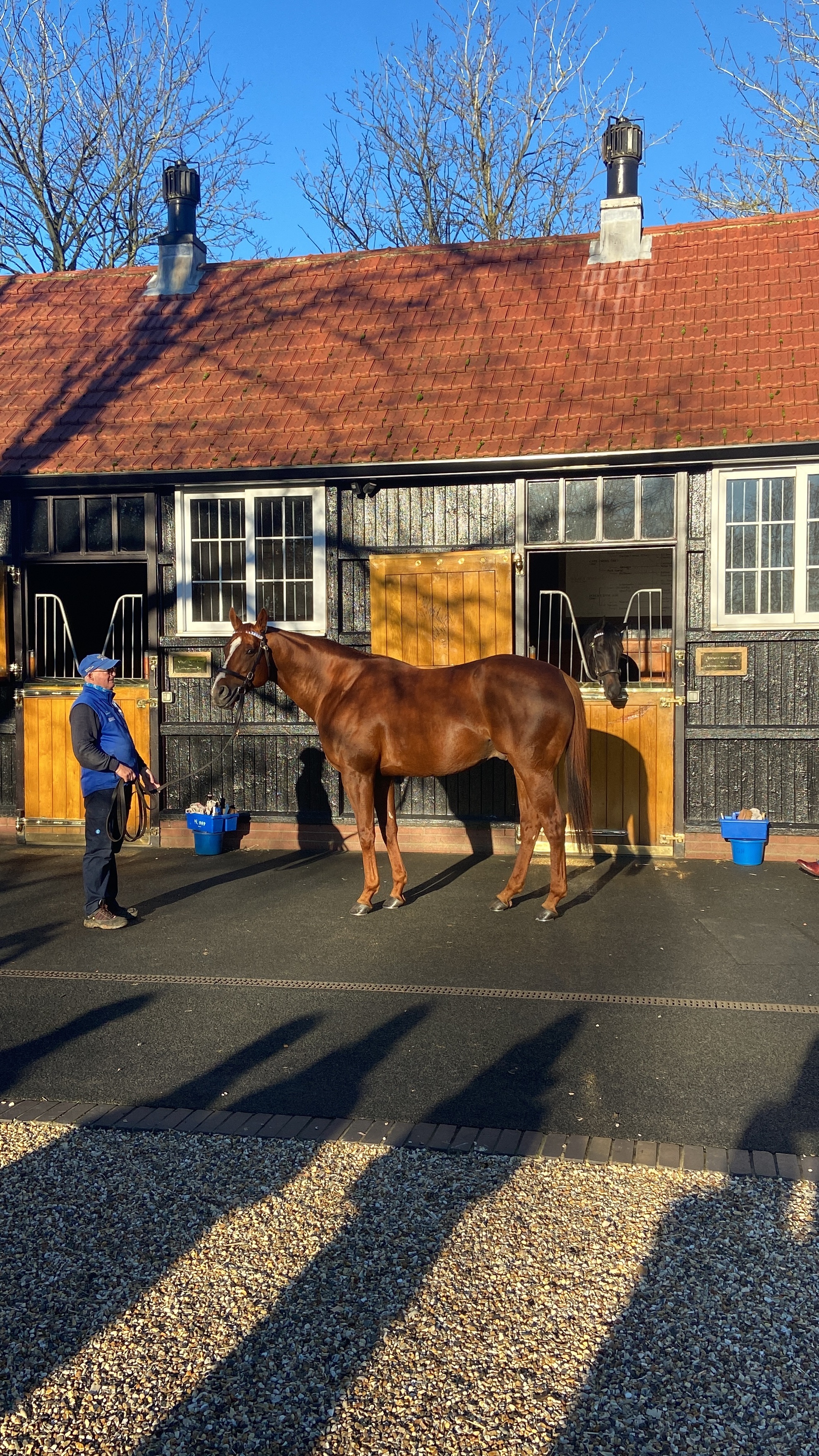 A closer look at the first season sires in 2026