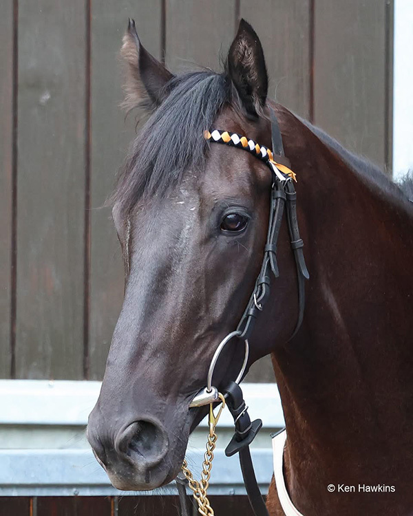 A first for RaceShare this week as Criminal Shore and Red Mirage went head-to-head at Newcastle