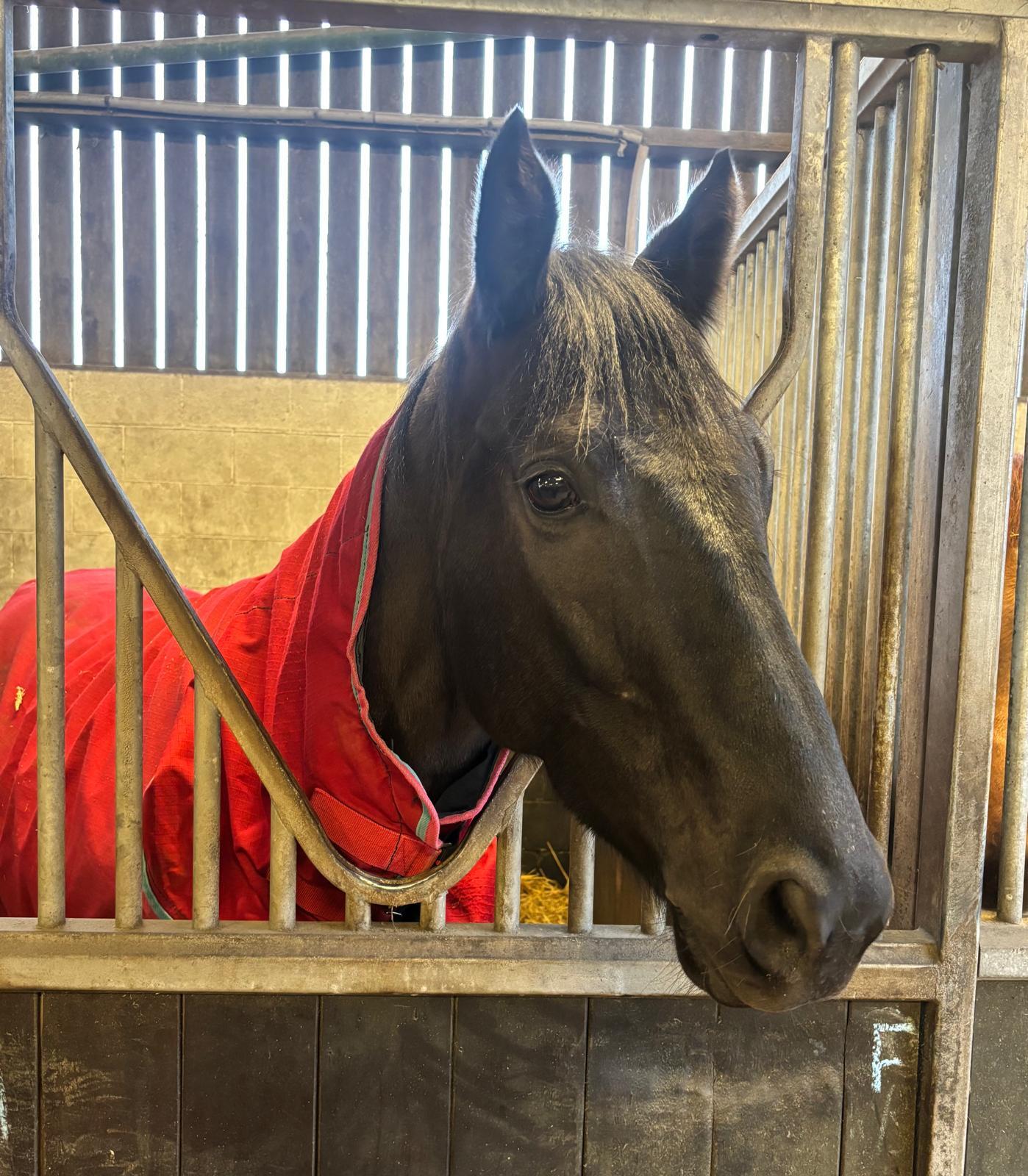 A memorable weekend for owners with Yes I'm Mali & Robusto victorious