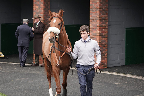 A memorable weekend for owners with Yes I'm Mali & Robusto victorious