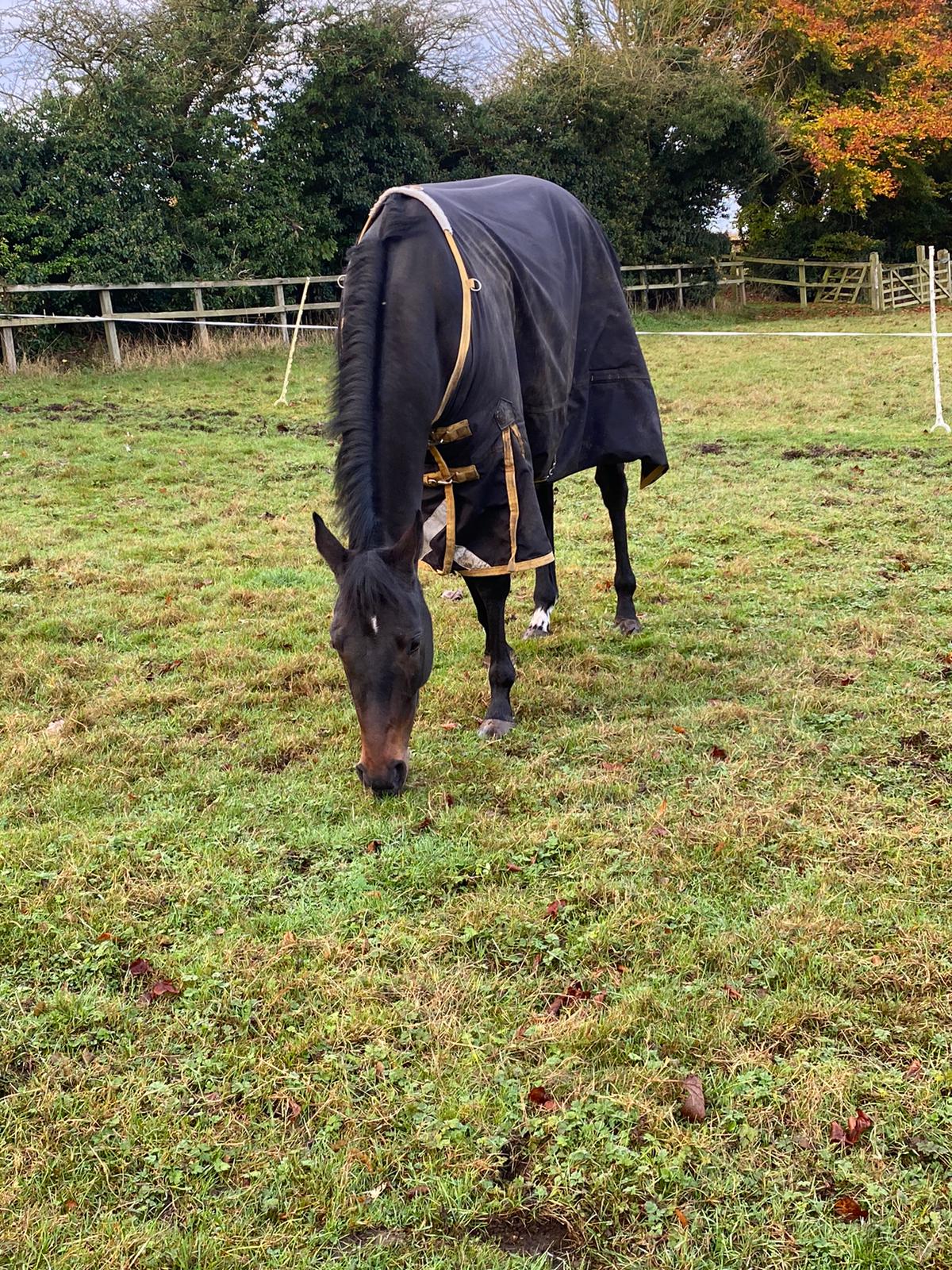 Ann Terry wins at Leicester!
