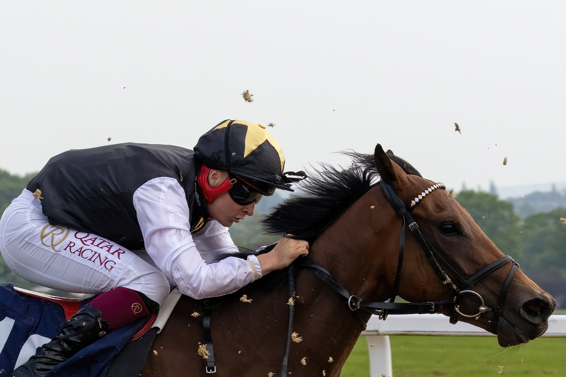 Beginner’s guide to the training of racehorses