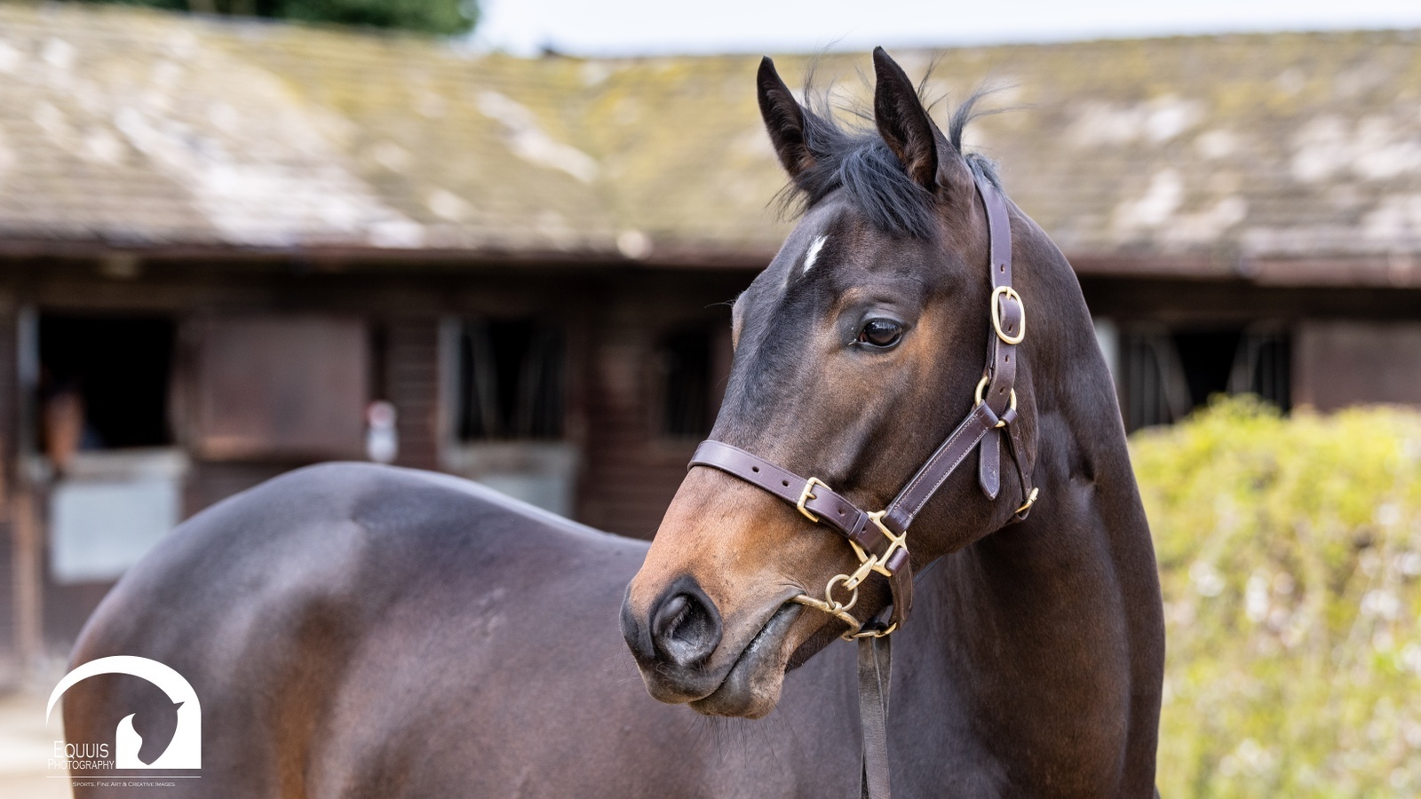 Brilliant debut from our first RaceShare 100 horse, Ann Terry!