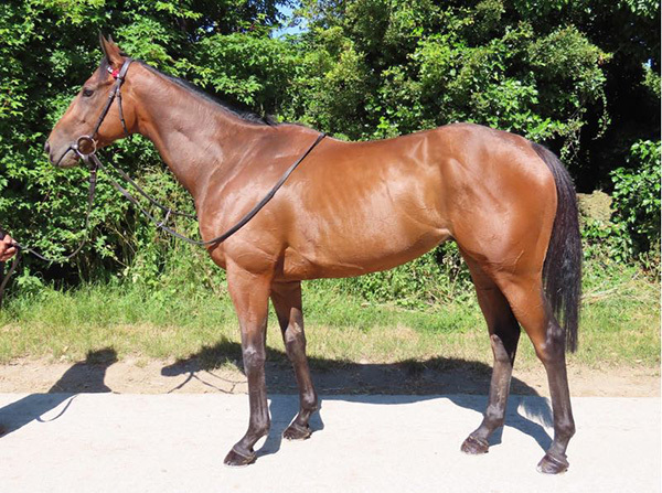 Buccabay and Criminal Shore are back on the track this weekend