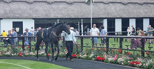 Buccabay impresses, plus Undiscovered has a Group 2 target in his sights
