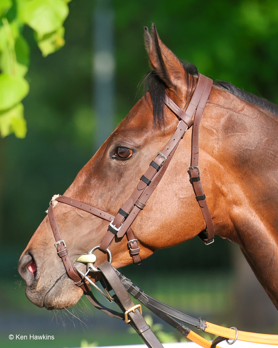 Buccabay returns to the racecourse with a bang