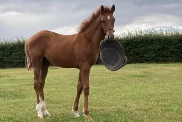 Cheltenham Festival week is here - Gibbs Island runs on Friday