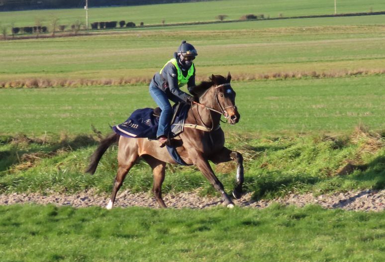 Criminal Shore & Robusto run very well in defeat