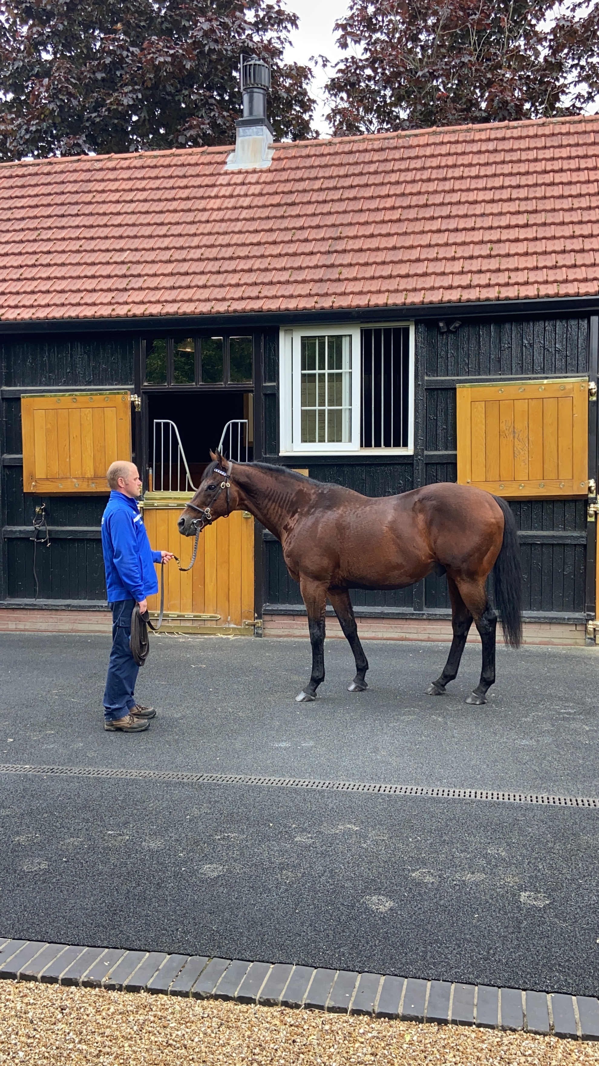 First-Season Sires: Starman Leads the Way in GB and Ireland