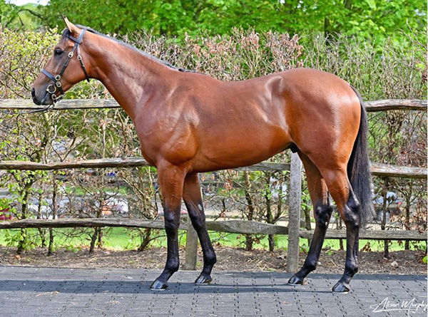 From Deauville Millions to Doncaster Speed: The Yearling Sales Season Moves to Goffs