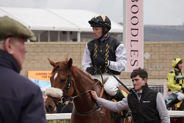 Gibbs Island heads for the County Hurdle at the Cheltenham Festival