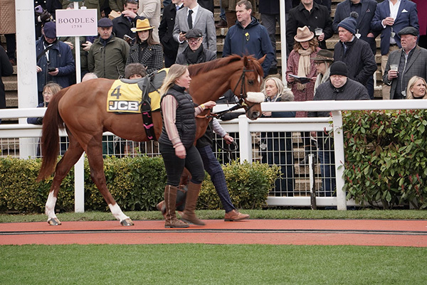 Gibbs Island heads for the County Hurdle at the Cheltenham Festival