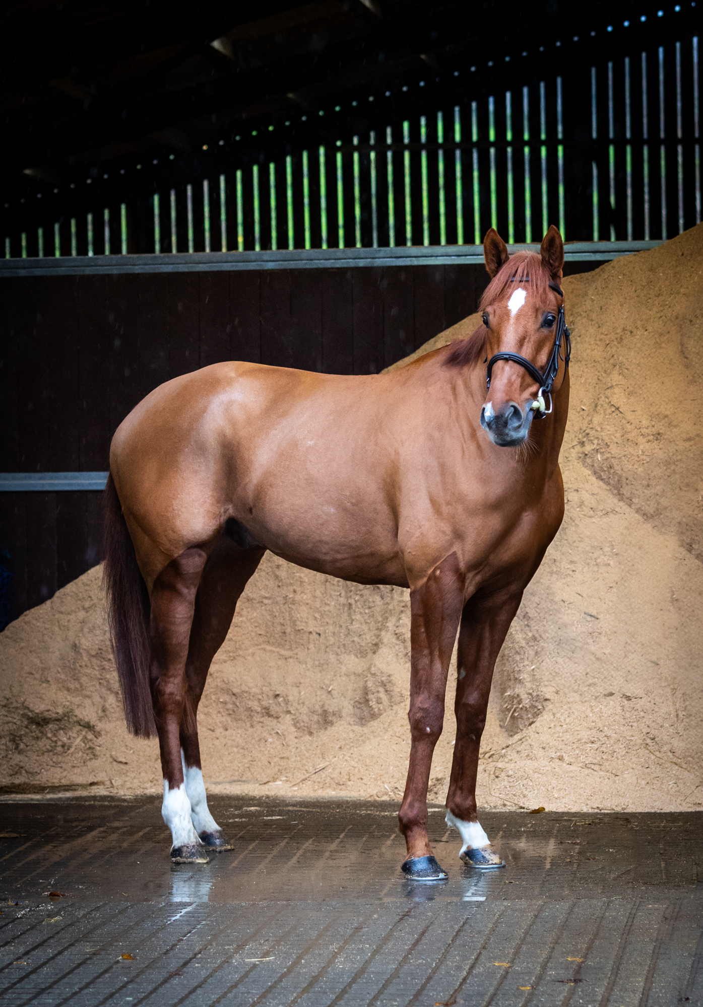 Unbeaten Gibbs Island declared for Haydock on Saturday!