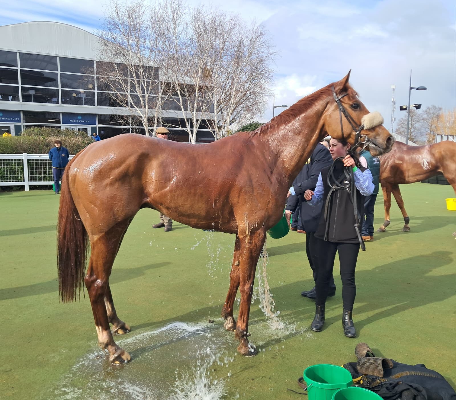 Gibbs Island runs a cracker in fiercely competitive County Hurdle at the Cheltenham Festival