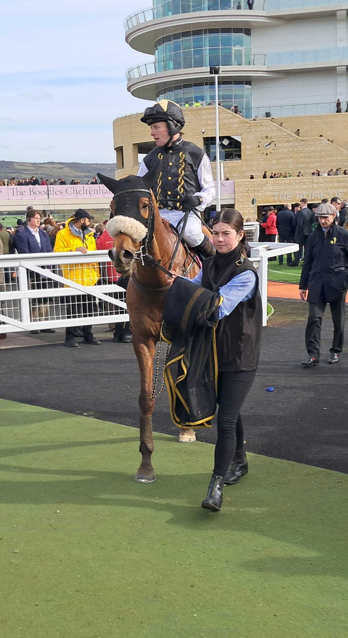 Gibbs Island runs a cracker in fiercely competitive County Hurdle at the Cheltenham Festival