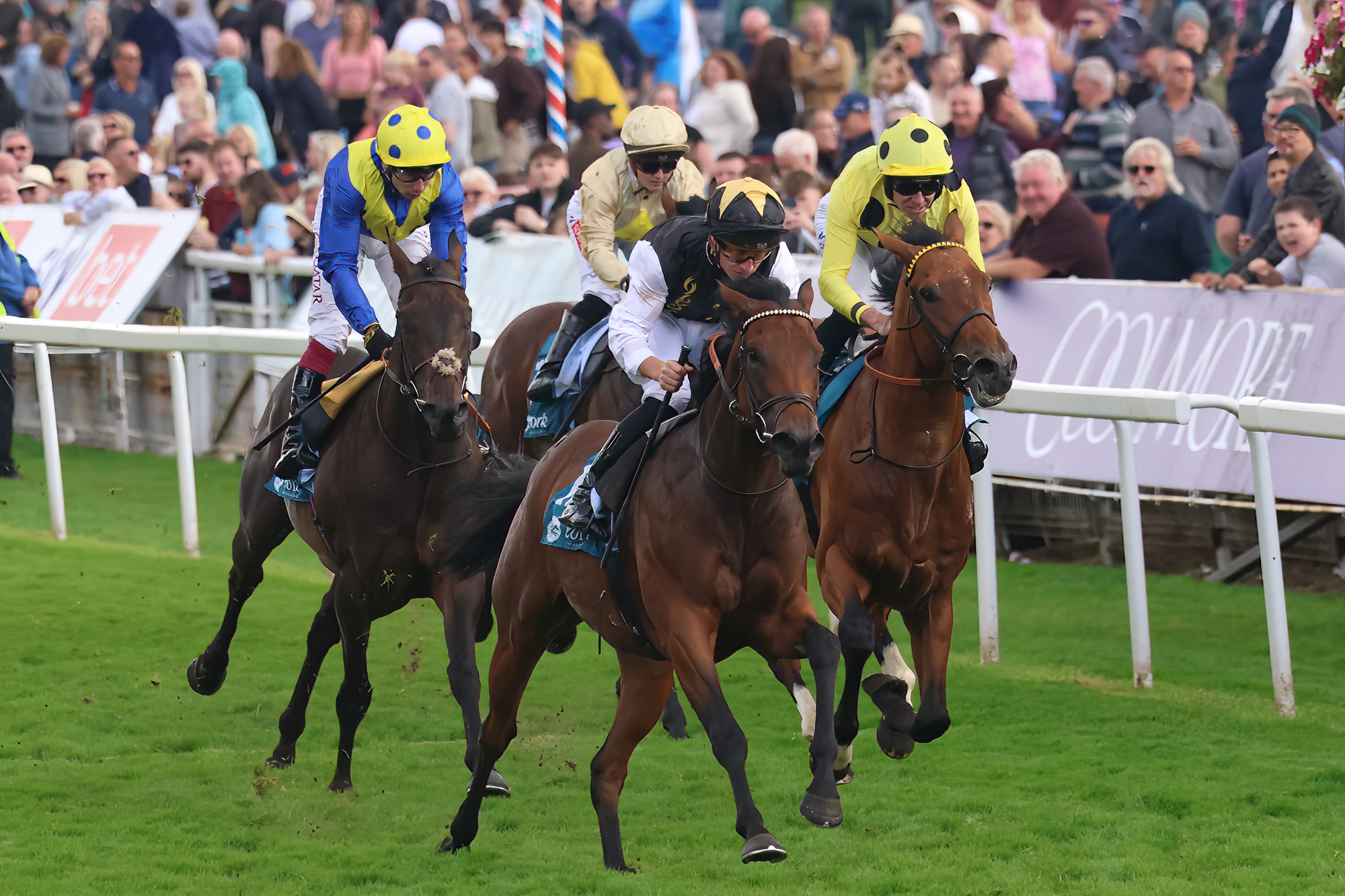 How Racehorses Are Transported Around the World