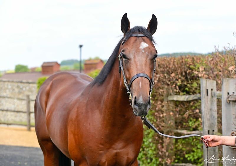 Introducing our 2026 breeze-up purchase