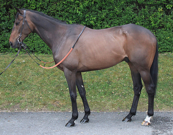 Introducing Our 2026 Goffs Spring Horse In-Training Purchase
