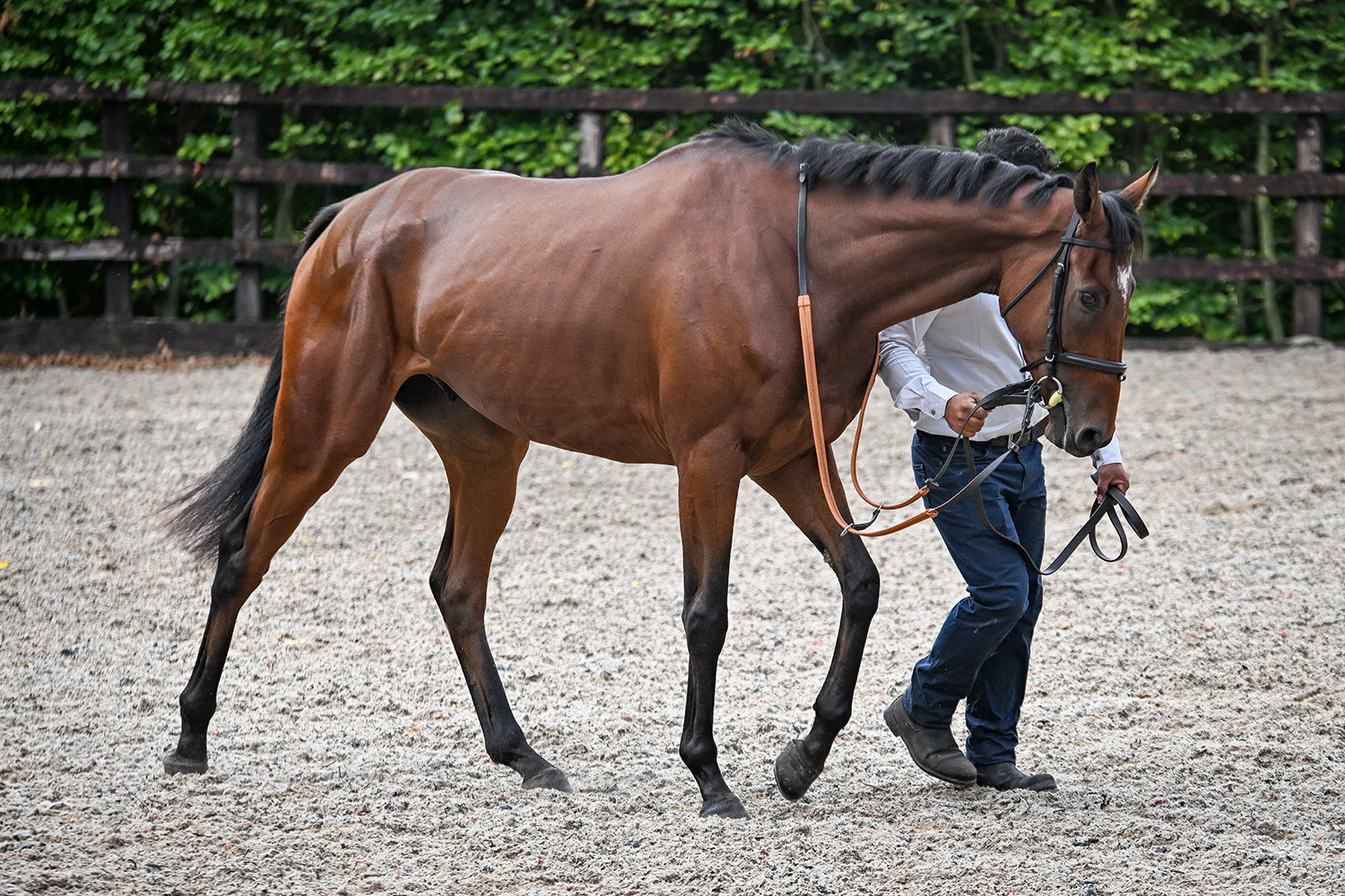 Lucky Manifest makes his RaceShare debut