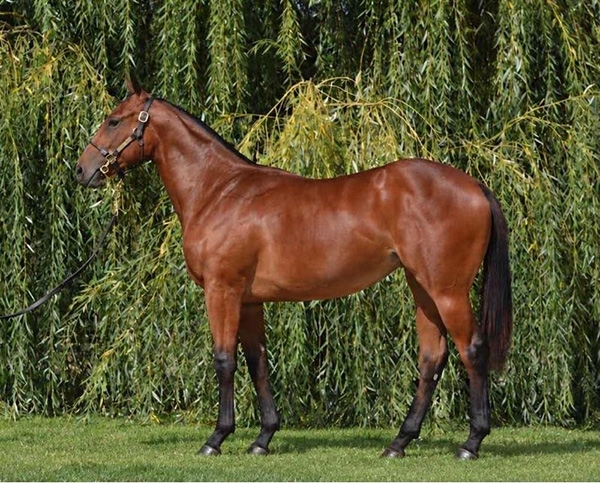 Our First Yearling Purchase of 2026