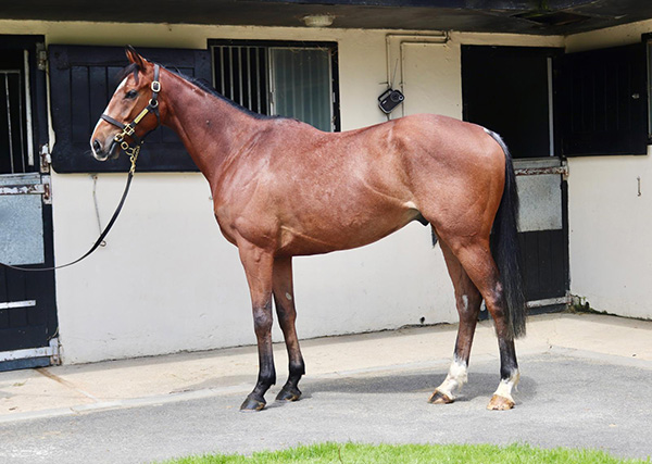 Introducing Marlacoo...