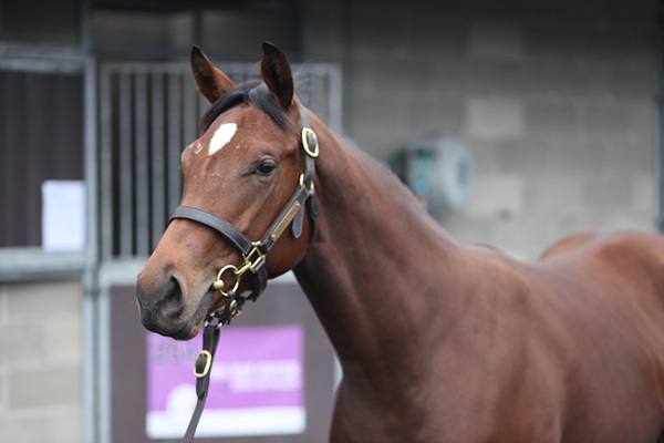 Our second yearling purchase of 2026
