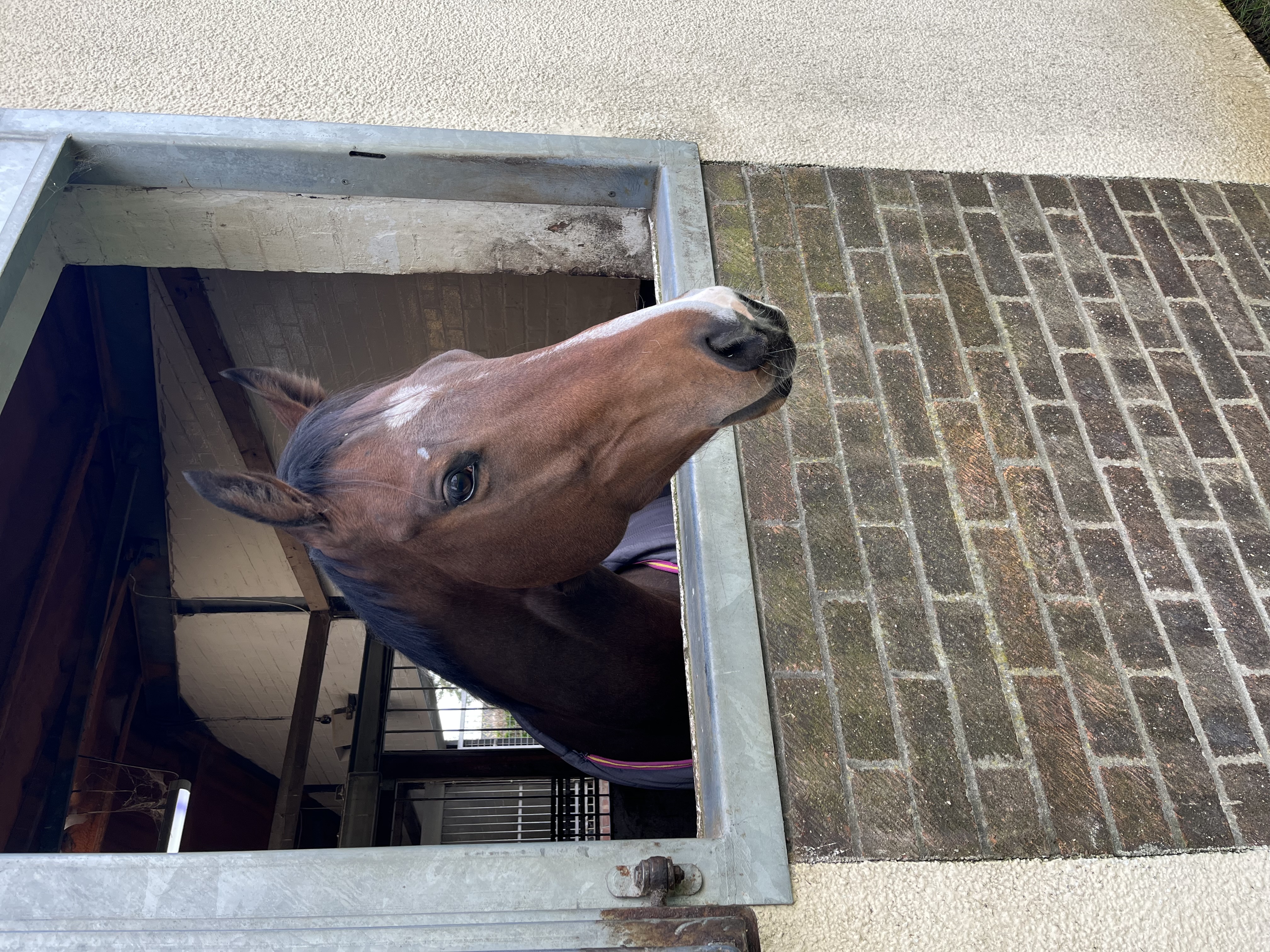 Racing TV members to enjoy thrills of racehorse ownership via exclusive new Raceshare syndicate