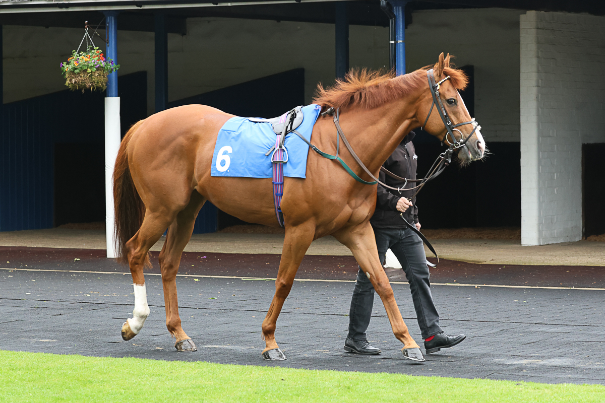 Red Mirage Returns to Chester